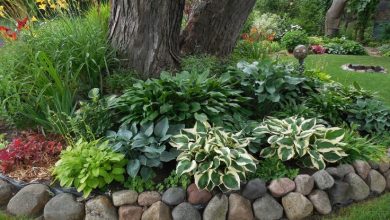 How to Do Landscaping Around Trees With Rocks? 12 Interesting Ideas For Landscaping Around Trees With Rocks: