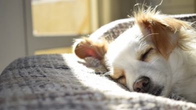 5 Ways to Promote Your Healing Pup's Well Being
