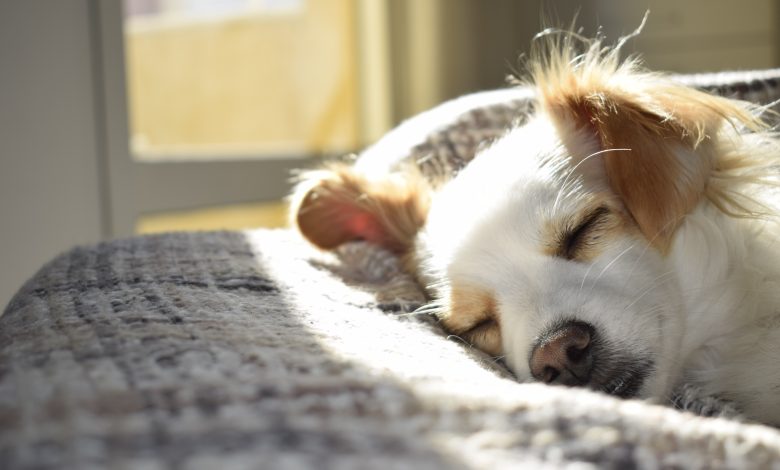 5 Ways to Promote Your Healing Pup's Well Being