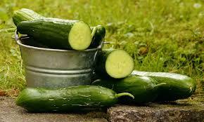 Things you ought to be familiar with cucumber