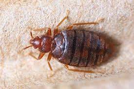 5 Reasons You Ought To Plan Bed Bugs Pest Control at Home