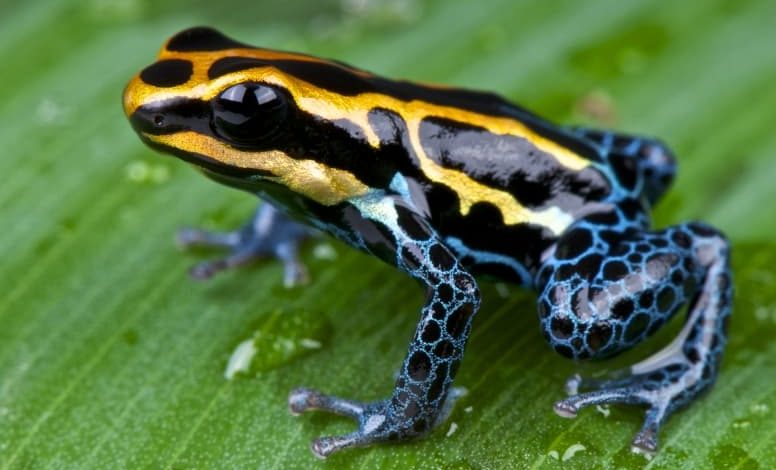 Poison frogs characteristics