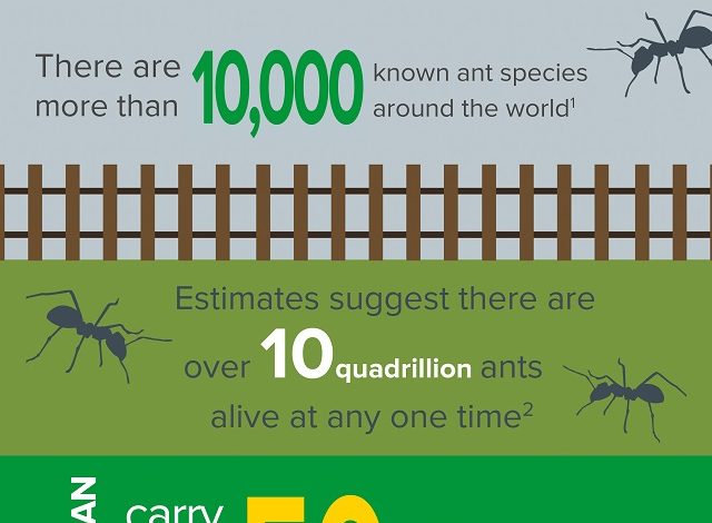 What to know about ants