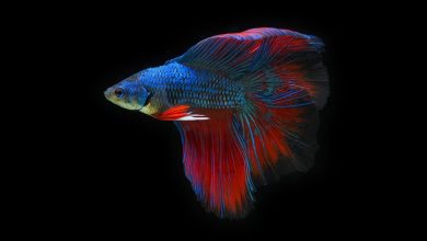 Multicolor Female Betta Fish