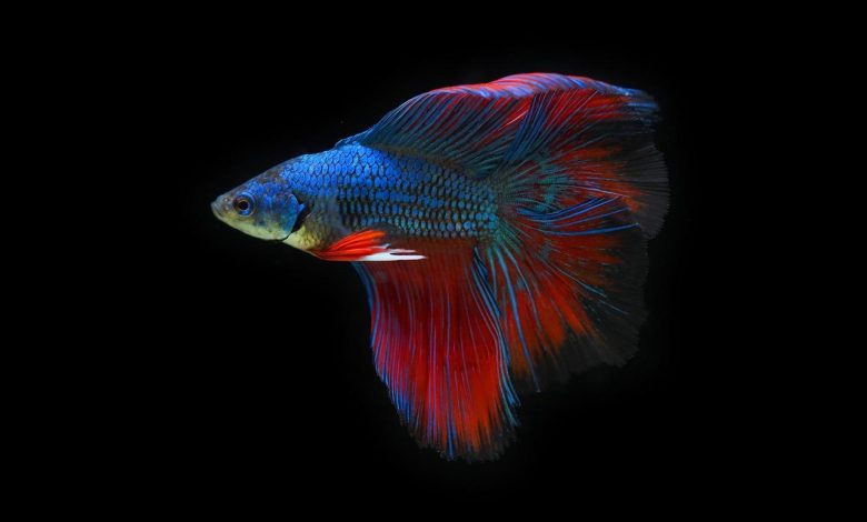 Multicolor Female Betta Fish