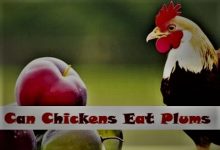 can chickens eat plums