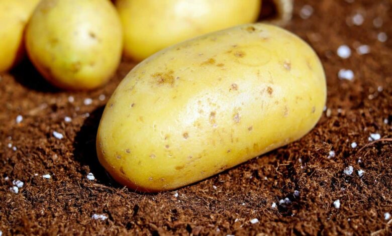Potatoes